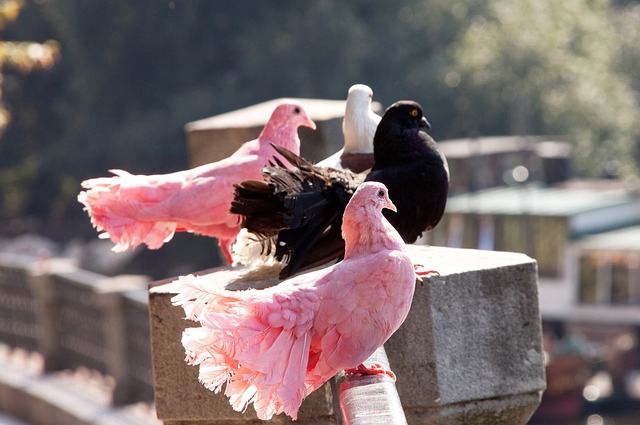 杜兰特中距离投篮稳定输出