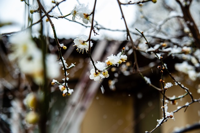 节的对