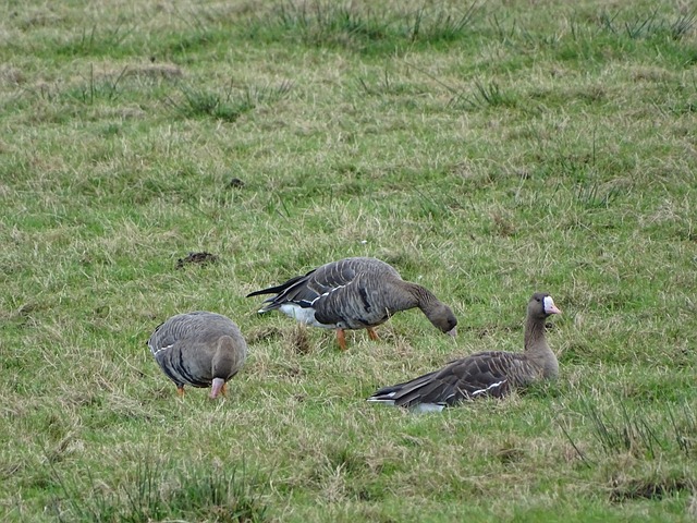 缺乏天赋与 缺乏天赋与