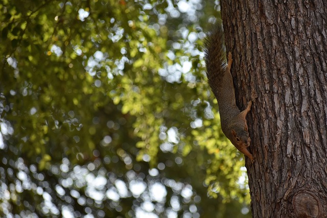 来自马来西 来自马来西
